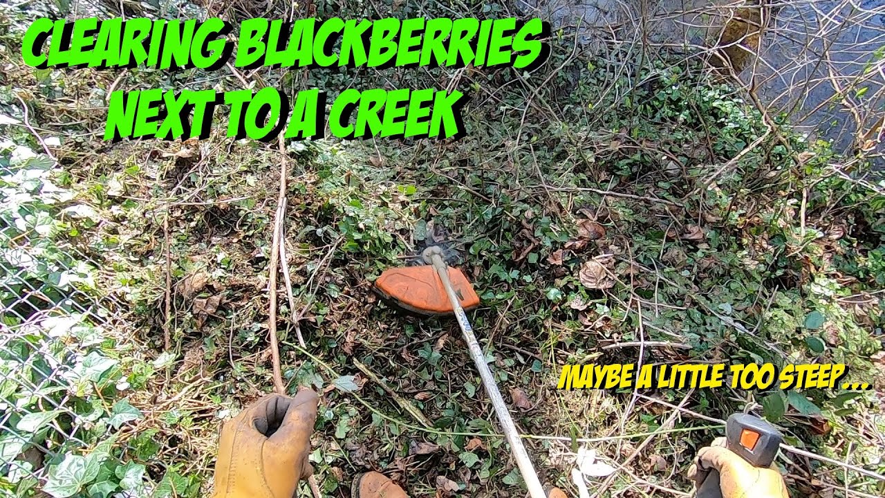 Secret Garden: Blackberry Mulching Edition | Stihl FS-131 Brushcutter