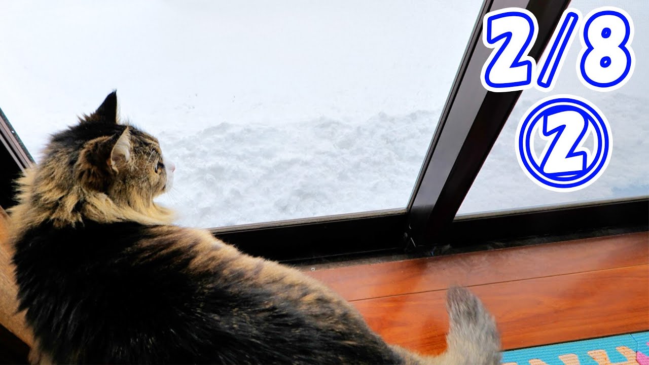 【2/8 大雪その2】過去20年で最も降り積もりました☃そしてパパの食料はもうすぐ底をつきます‥