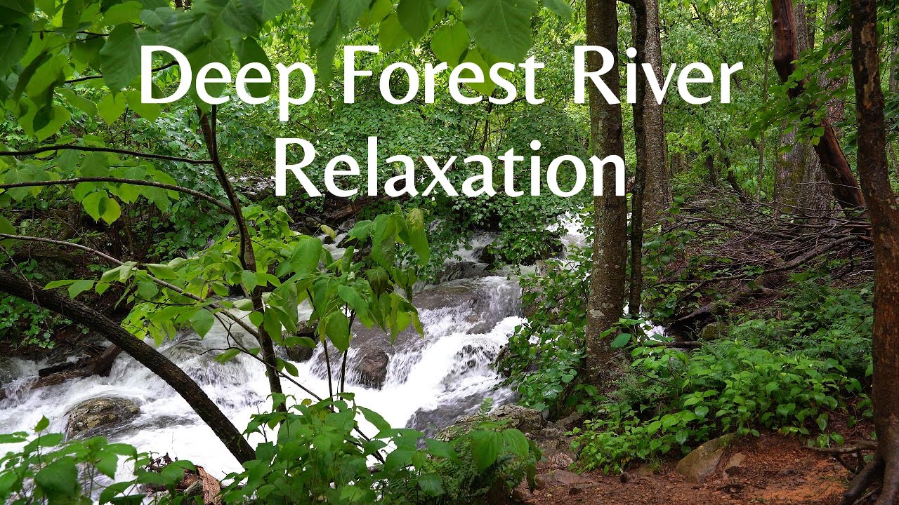 Deep Forest River Ambience | Peaceful Sounds for Sleep & Meditation