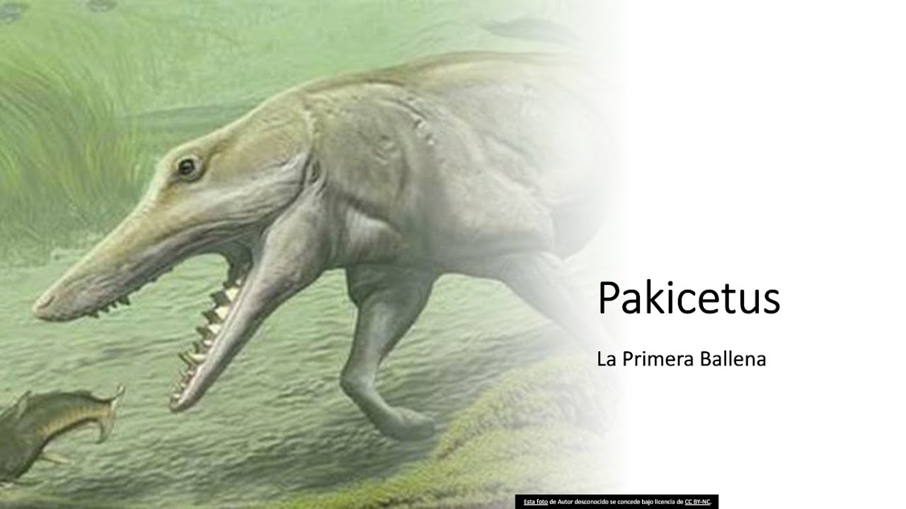 Pakicetus : La Primera Ballena