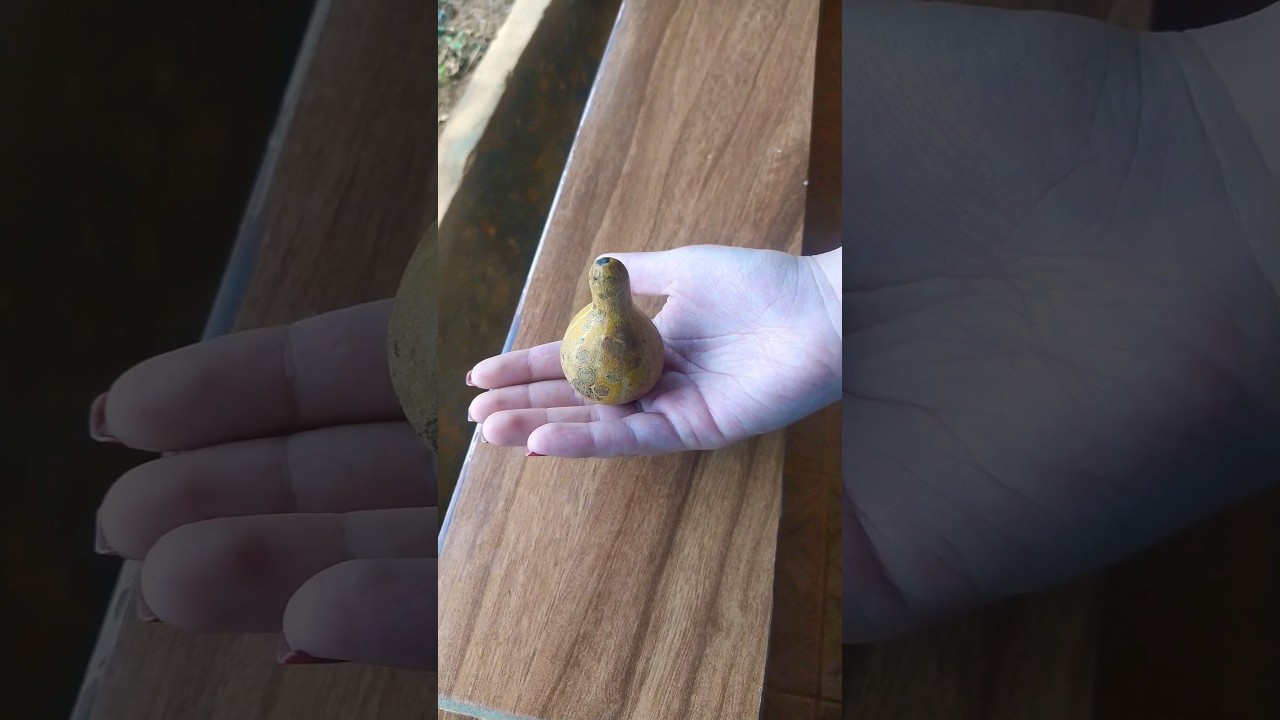 Caba&ccedil;a, mini-porongo! Qndo est&aacute; verde n&oacute;s comemos,qdo seca vira arte. #viral #ro&ccedil;a #plantas #shorts