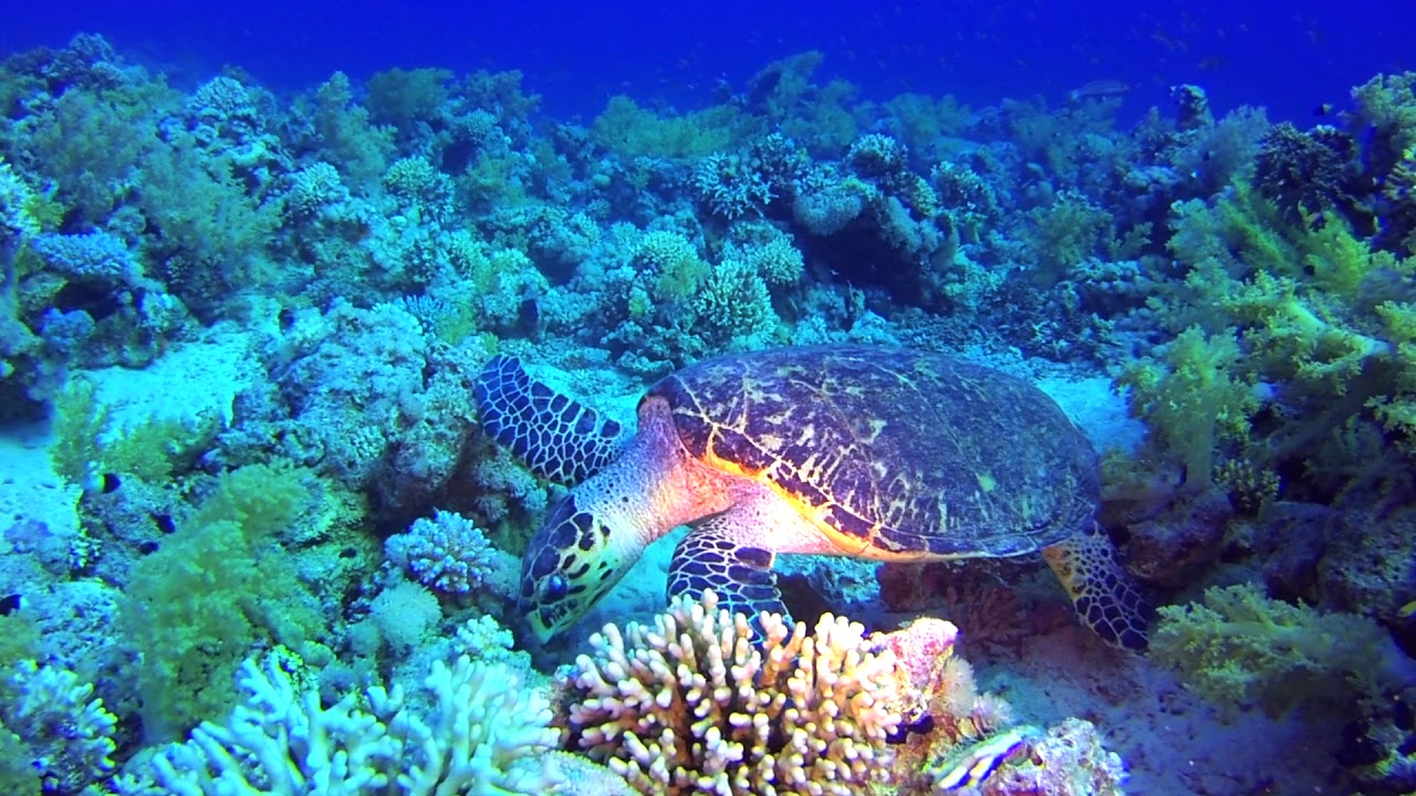 Gordon Reef