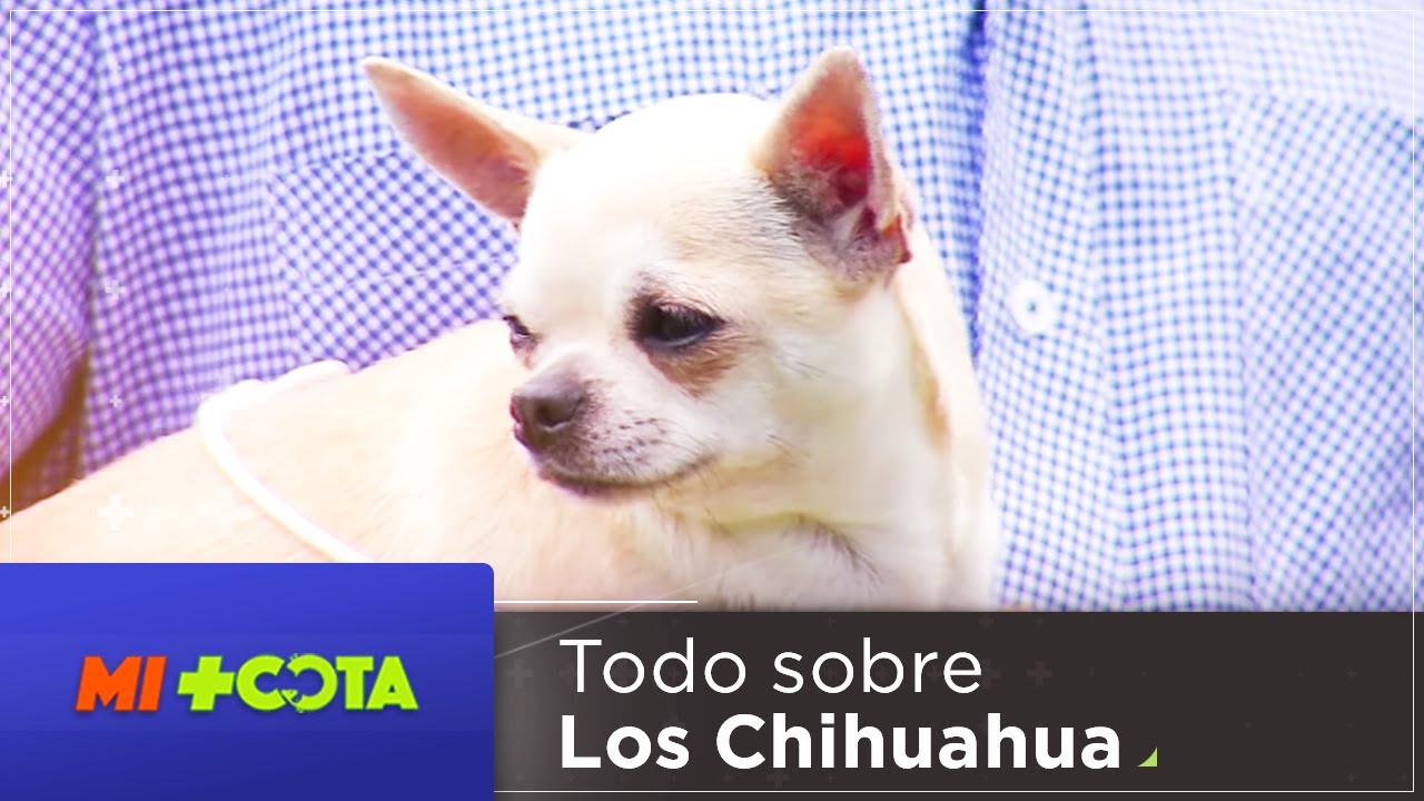 Mi Mascota | Todo lo que tienes que saber de la raza Chihuahua por red+
