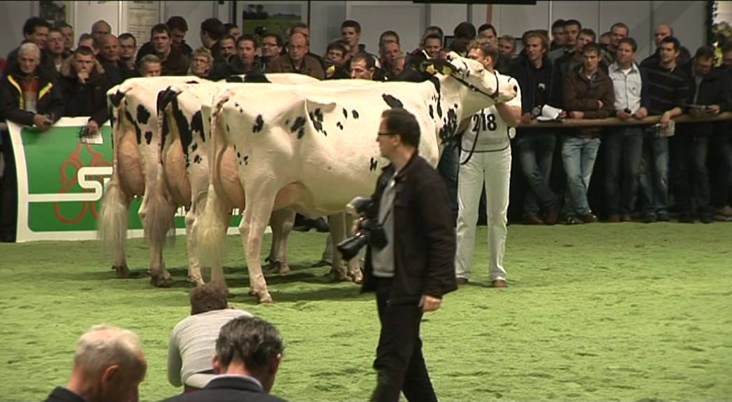 Holland Holstein Show 2011