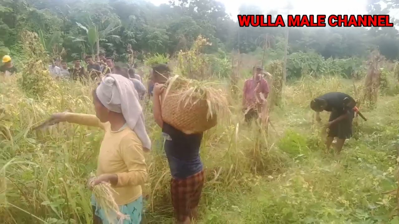 PANEN PADI LADANG DIPULAU SUMBA YANG UNIK. DAN JARANG TERJADI DIPULAU LAIN.