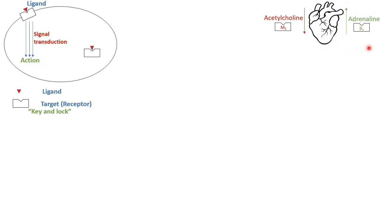 Lecture 5: Agonist, Antagonist & Partial agonist