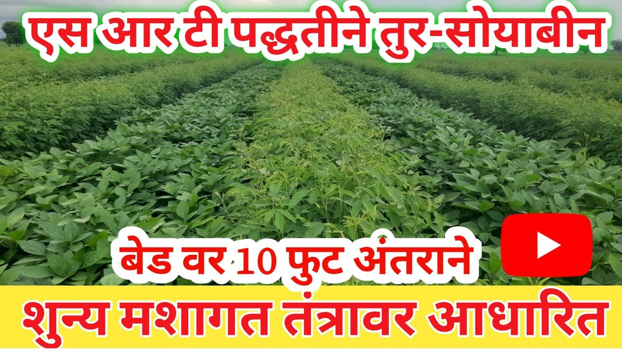 SRT/शुन्य मशागत तंत्रावर आधारित तुर-सोयाबीन | SRT तंत्रज्ञान म्हणजे काय | 10 फुटावर तुर लागवड तंत्र|
