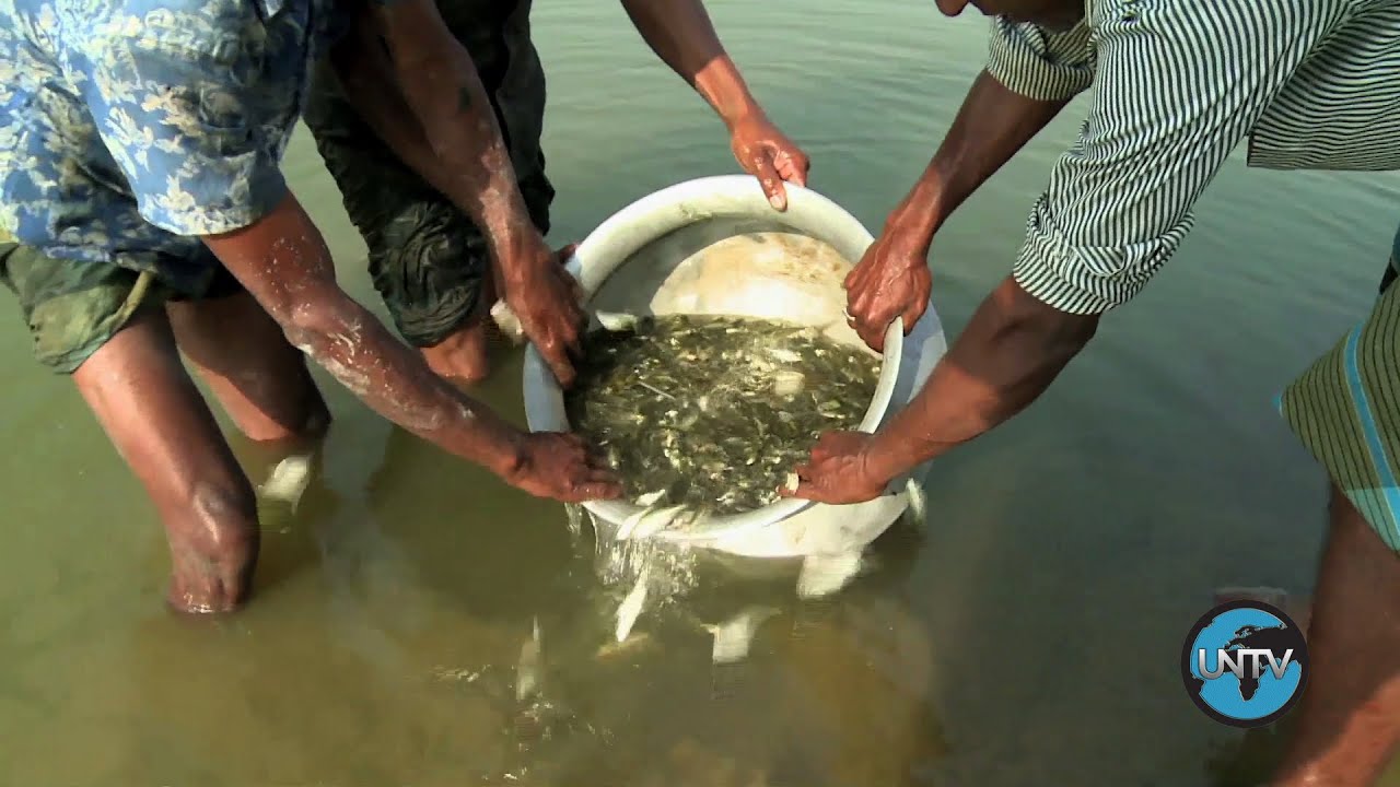 Bangladesh: El futuro de los pequeños peces