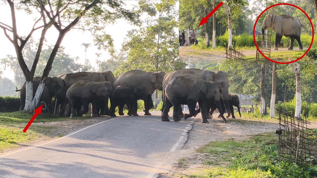 Wild elephants entered the village road in the evening and attacked local people.#short #animals #yt