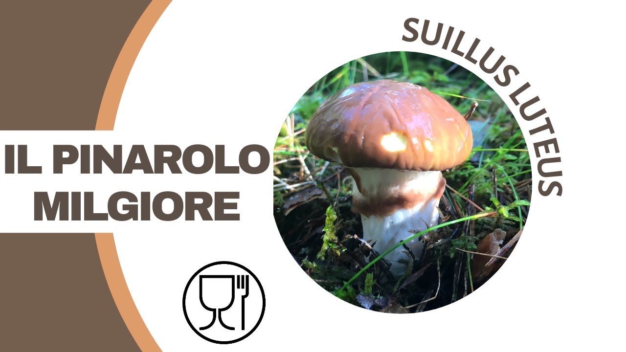 Il Pinarolo pi&ugrave; pregiato: il Suillus luteus