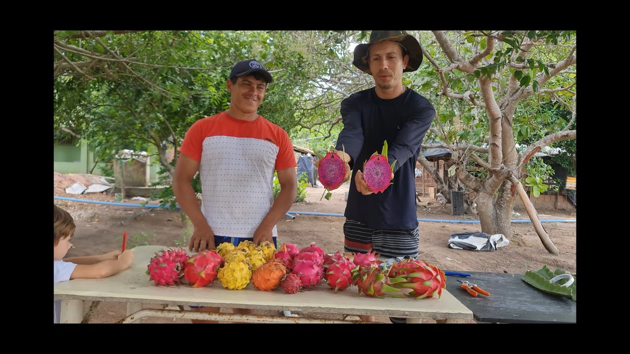 Colhendo e provando Pitayas Nordestinas