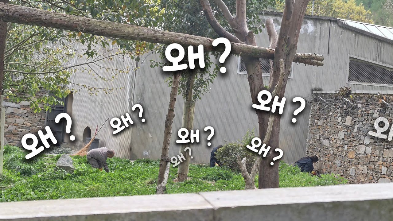 4/15 푸바오실시간 마감전 독수리5형제😁 사육사님 전원 푸야 방사장에..   왜?????? 다 오신건 첨 보네요