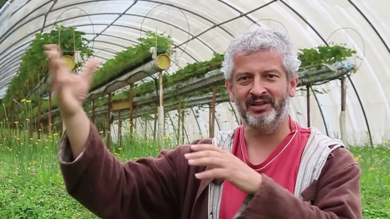 Hervé COVES et les thrips du fraisier