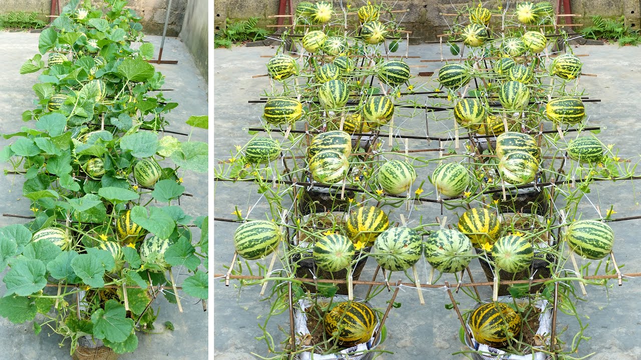 No Experience Needed, Growing Melons This Way Super Fruits, Why Didn't I Know Sooner