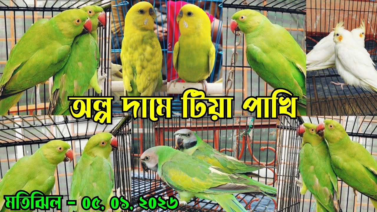 সবুজ টিয়া পাখির নতুন কালেকশন || Tiya pakhir dam || Green tiya pakhi dam in Bangladesh