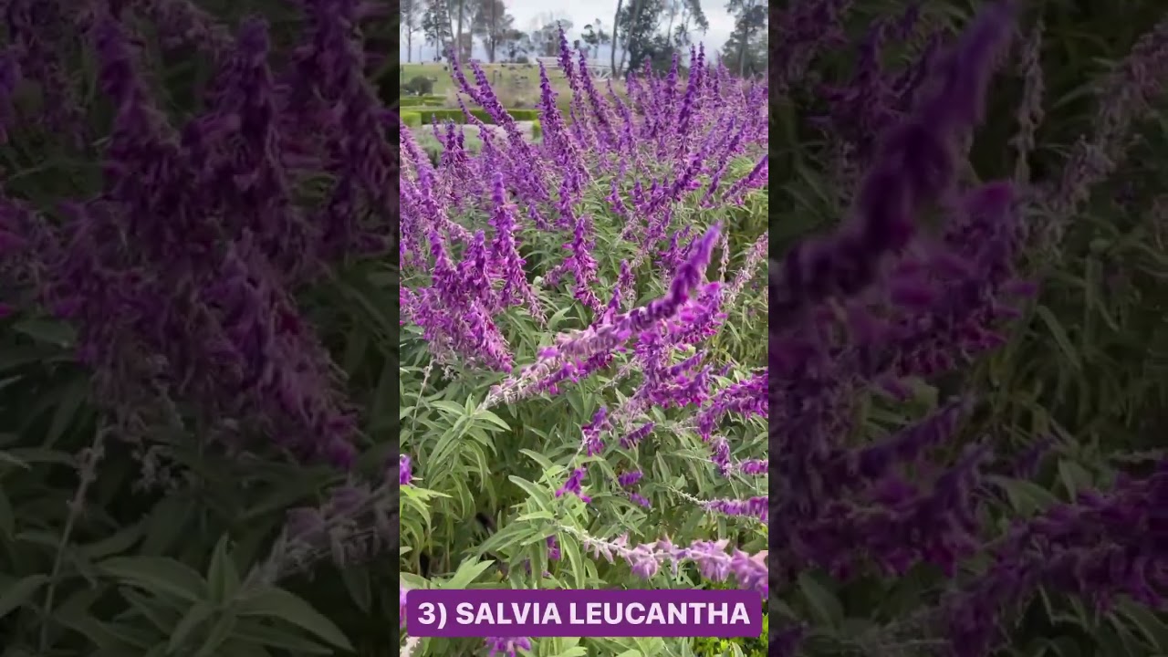 Las 5 Mejores SALVIAS Para Casa o Jard&iacute;n!