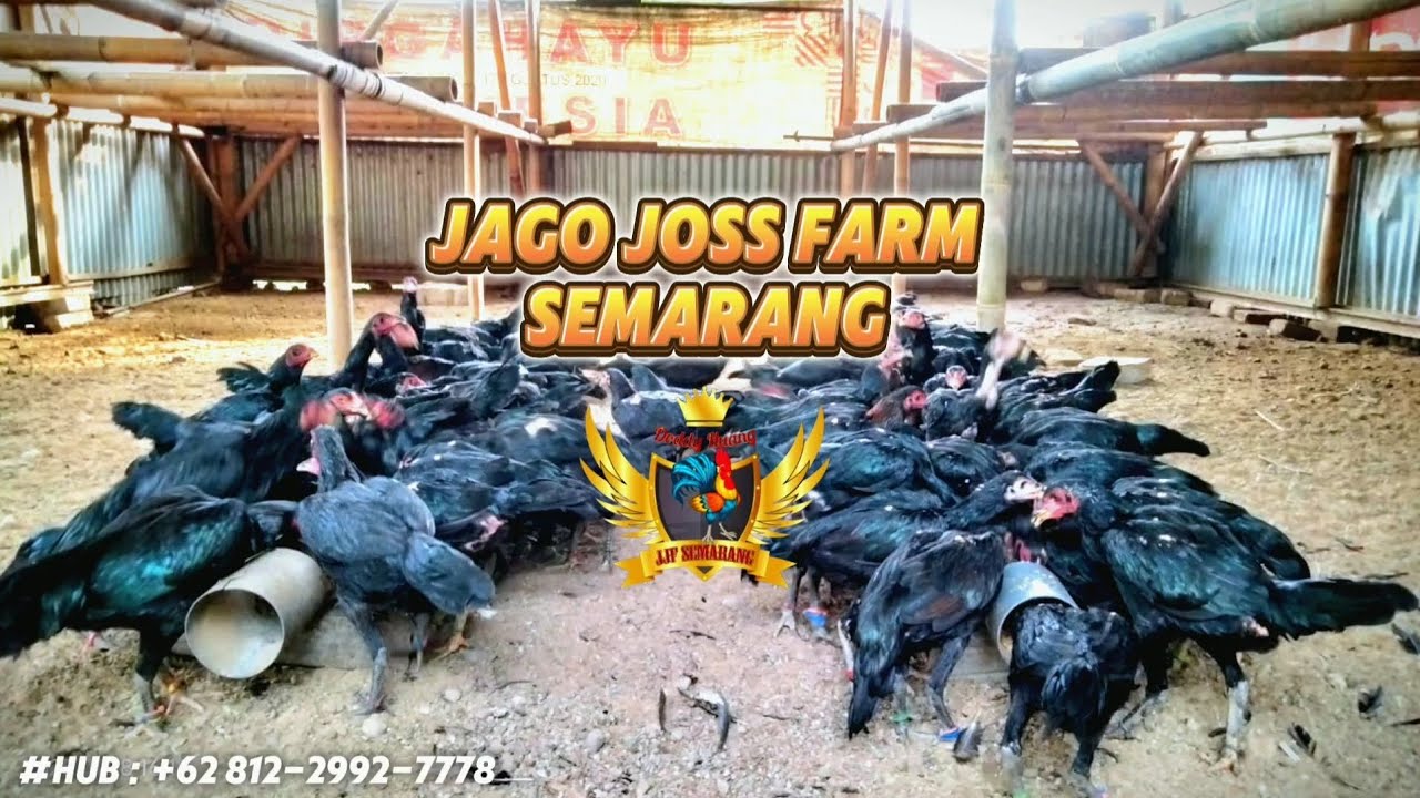 Upd4te B4bon T4hun 2025 Di Jago Joss Farm Semarang