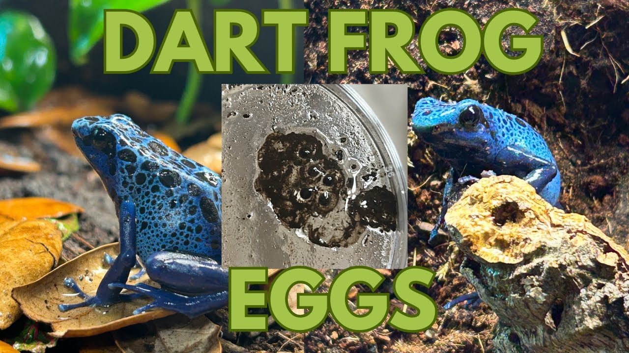 Как я ухаживаю за икрой лягушек-дротиков (Dendrobates Tinctorius 'Azureus')