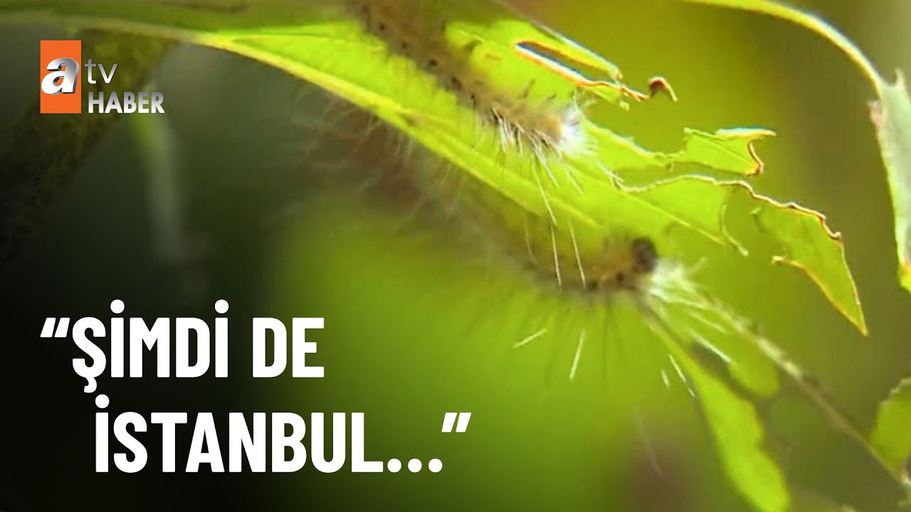 Beykoz ve Sarıyer’de tırtıl istilası - atv Haber 21 Temmuz 2022