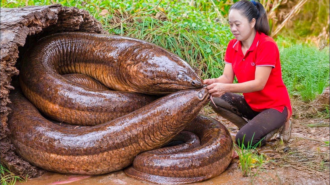 Harvest Giant Crazy Eel & Go to Market Sell | Giant eels burrow into rotting tree stumps in swamp