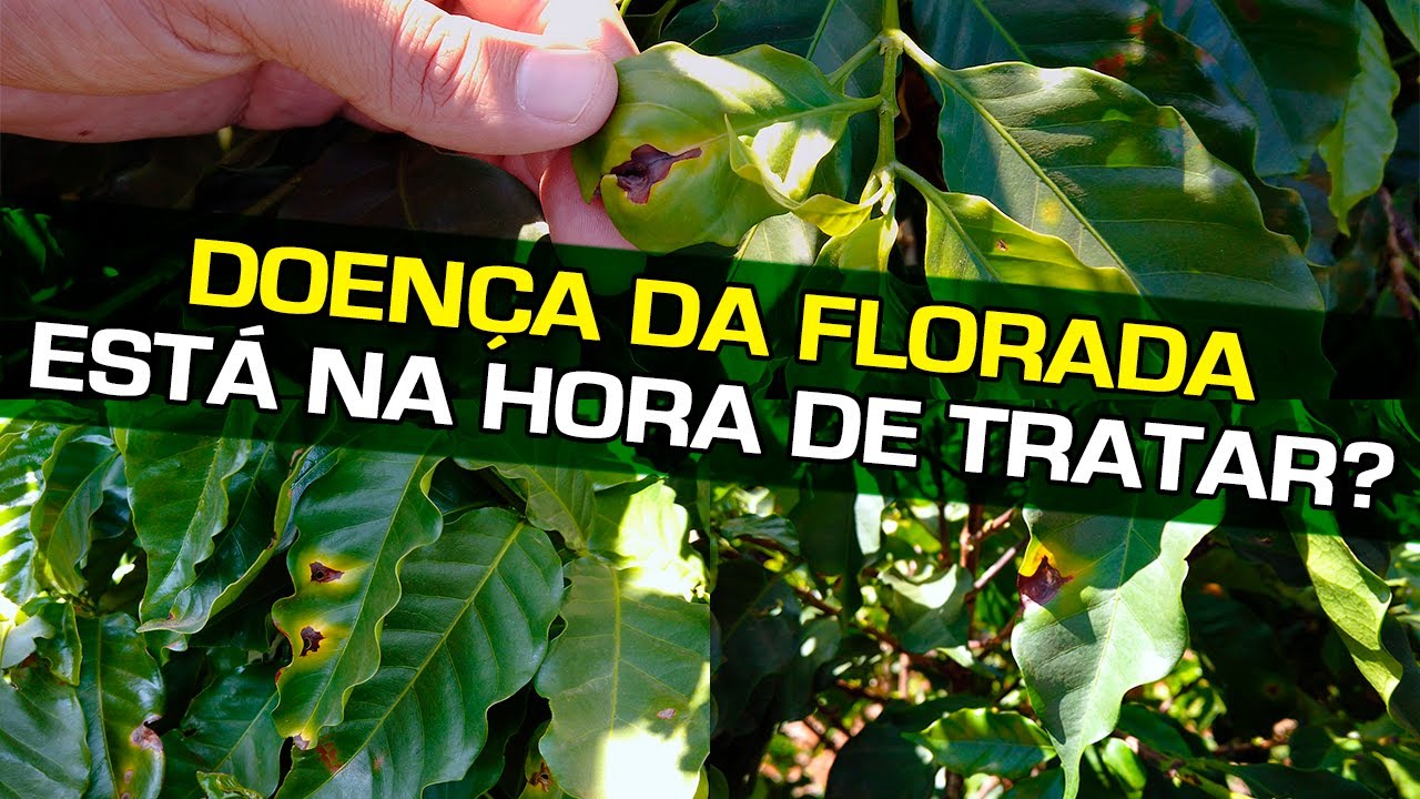 Doença da Florada: Está na Hora de Tratar? | No Pé do Café