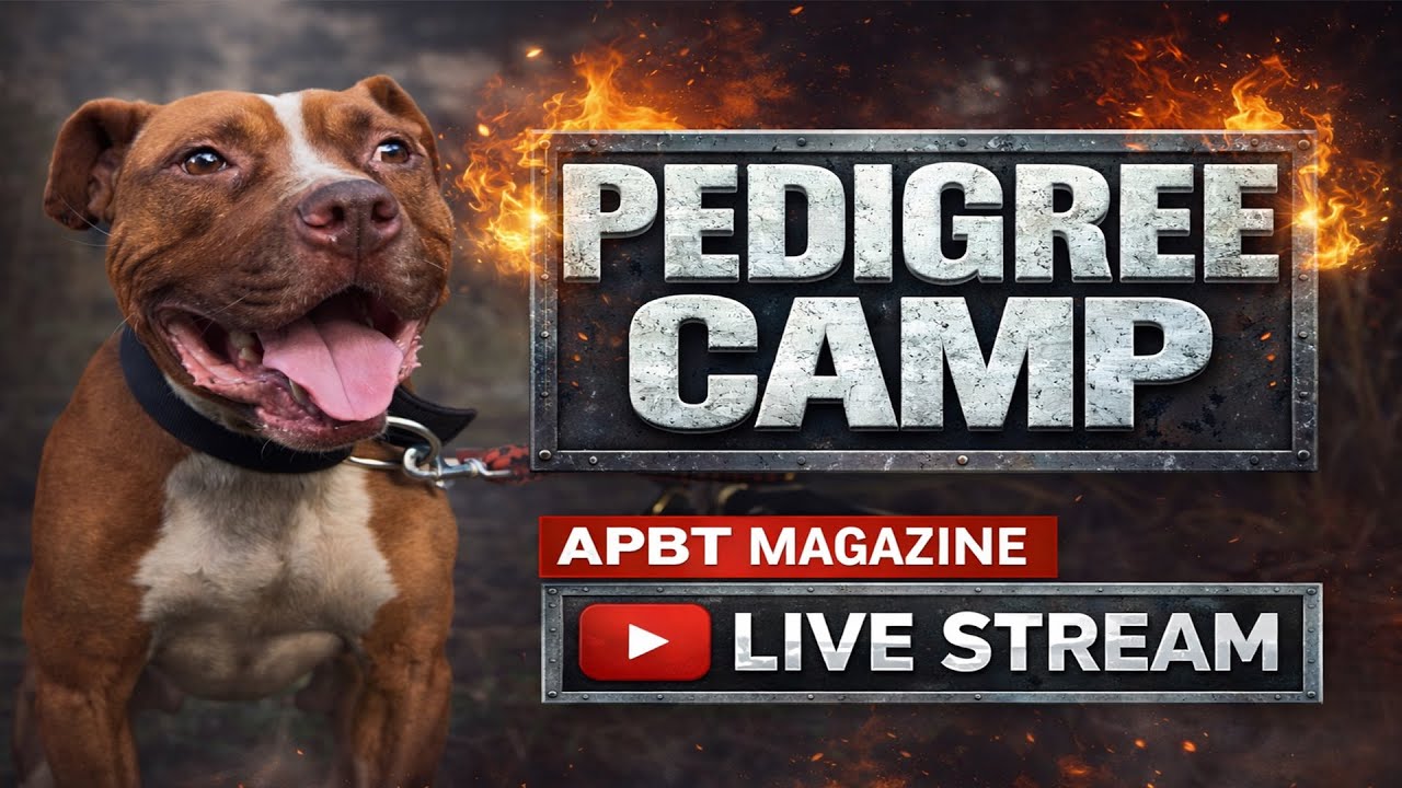 Friday Night Bulldogs | Pedigree Talk, APBT History & Yard Stories (Live) 📱