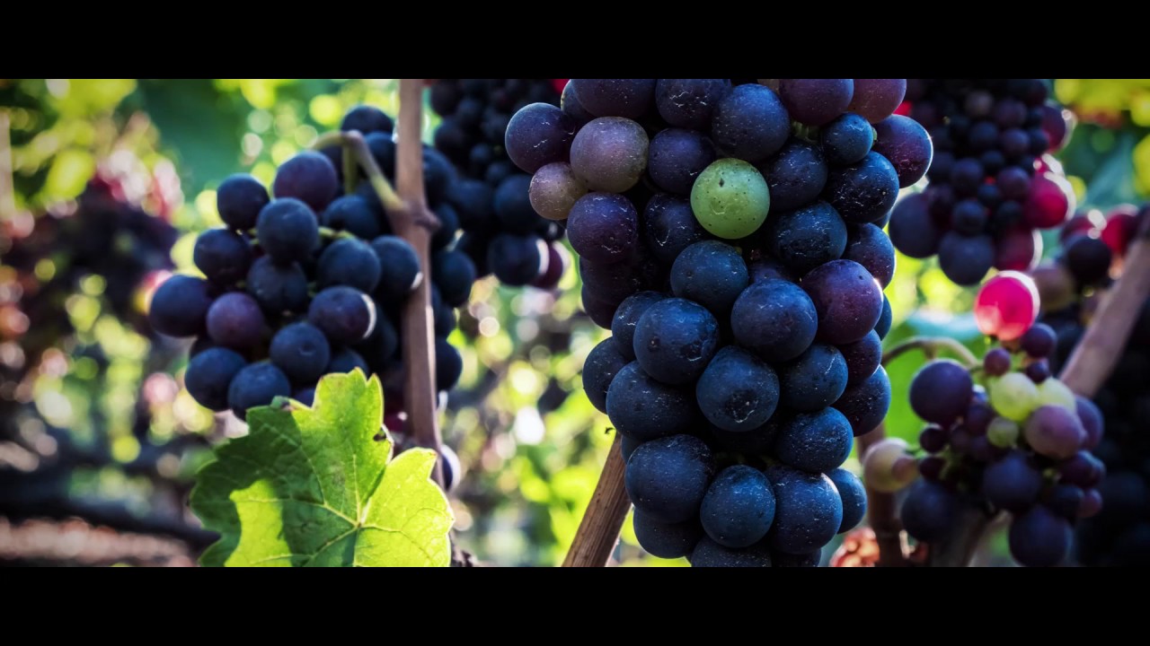 Les Vins du Valais - English