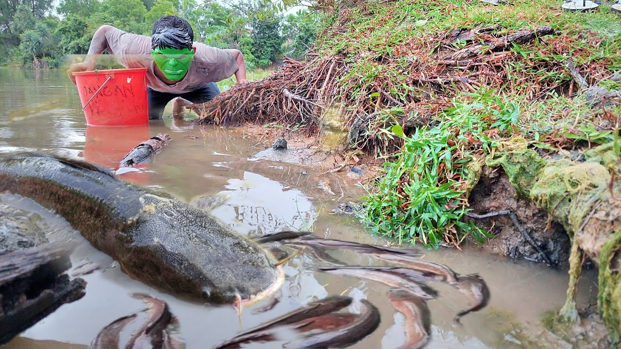 Wow Amazing daily life - Incredibly many fish in a big tree root nest near the river, #hulkcatchfish