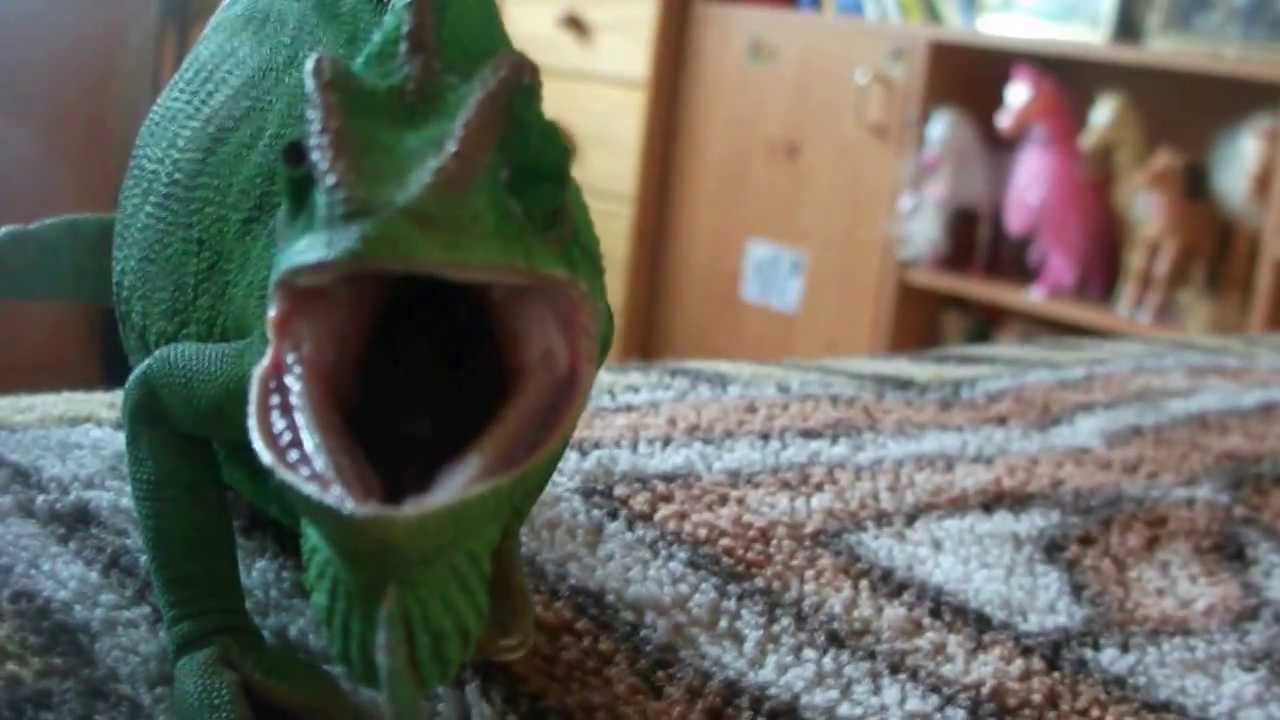 Chameleon Jemenský Julinka