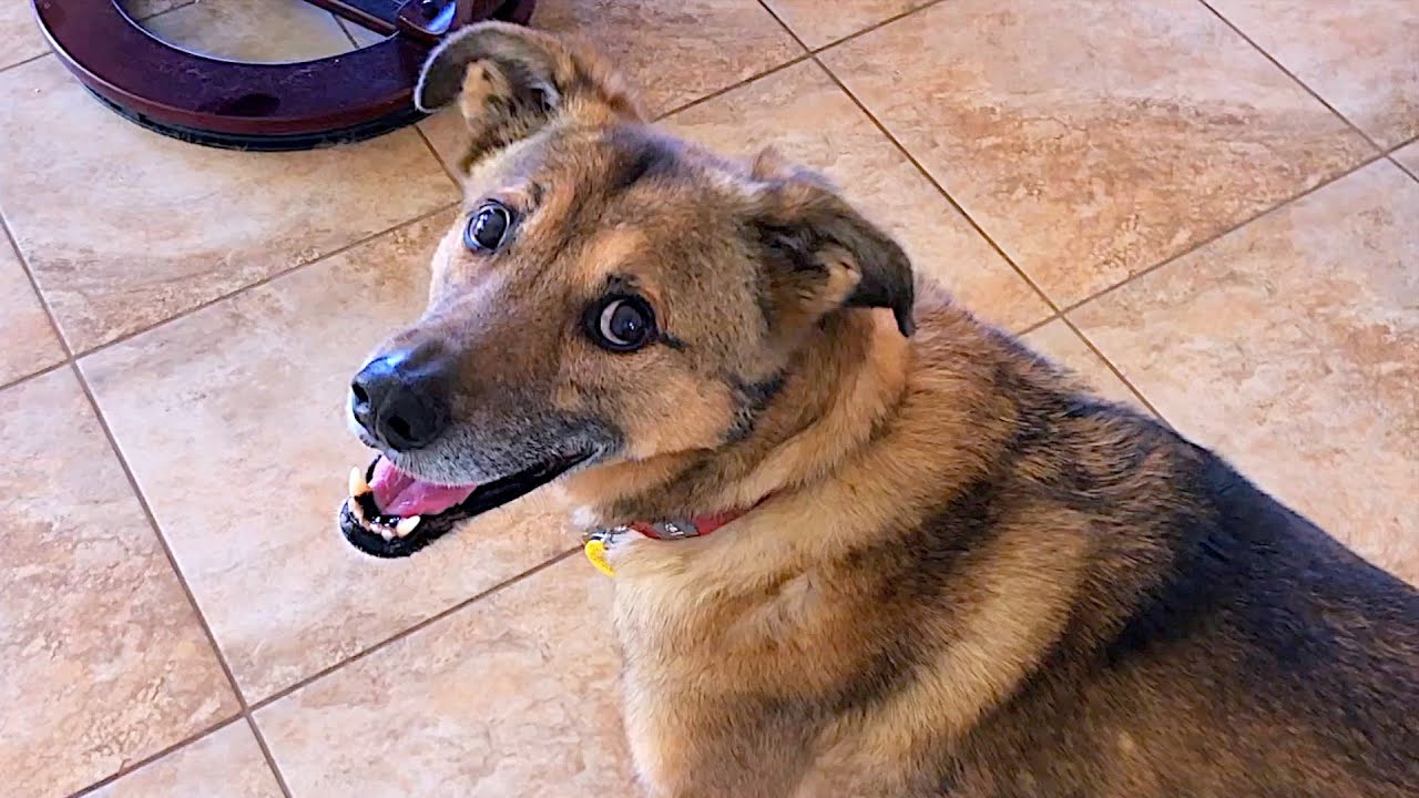 DOG VLOG | puddles on the floor