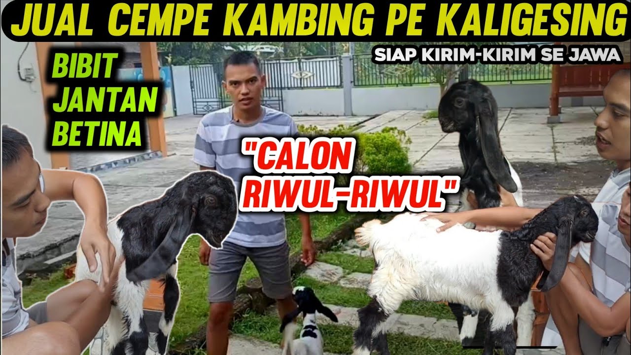 HARGA BIBIT CEMPE KAMBING | UPDATE JANTAN & BETINA PE KALIGESING