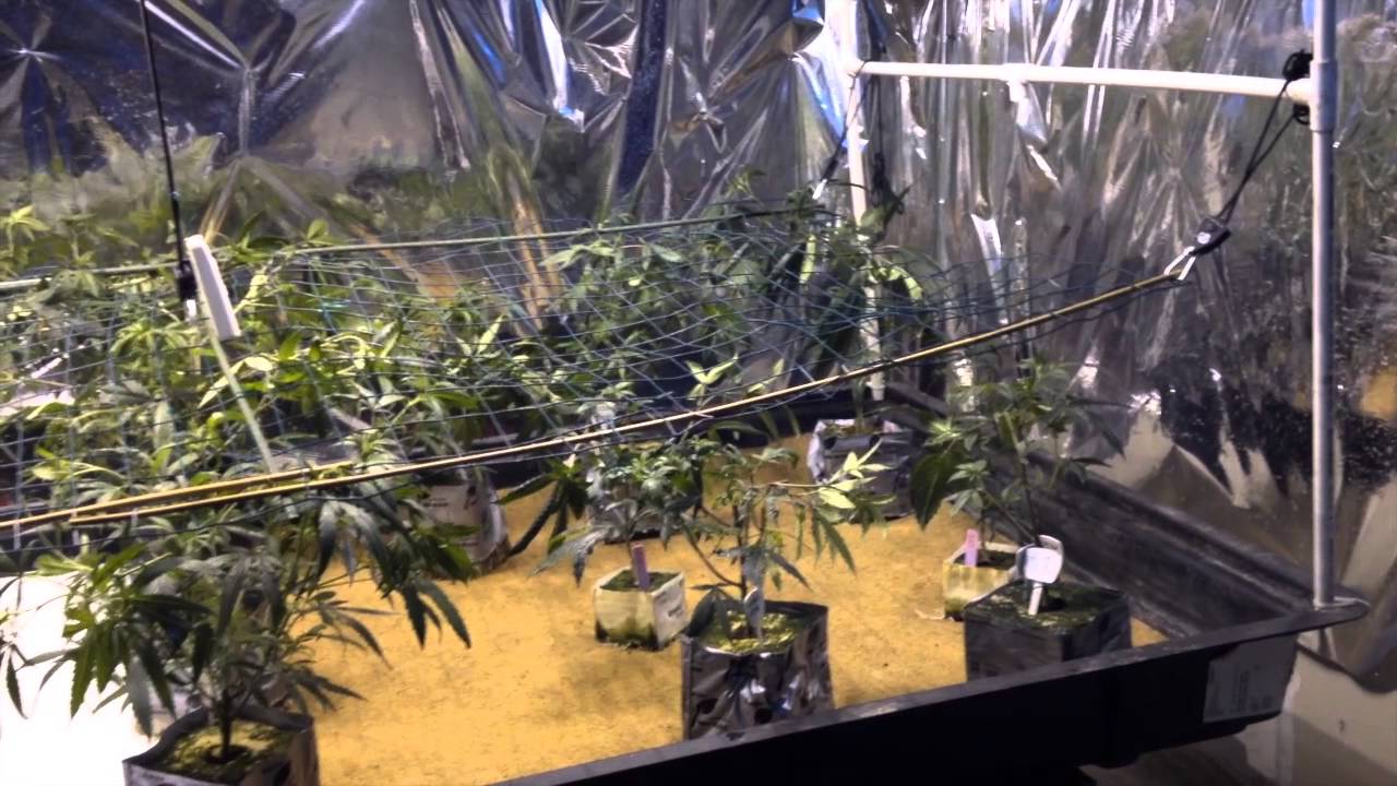 Sure to Grow vs Coca Mat ep2-6 side by side root comparison