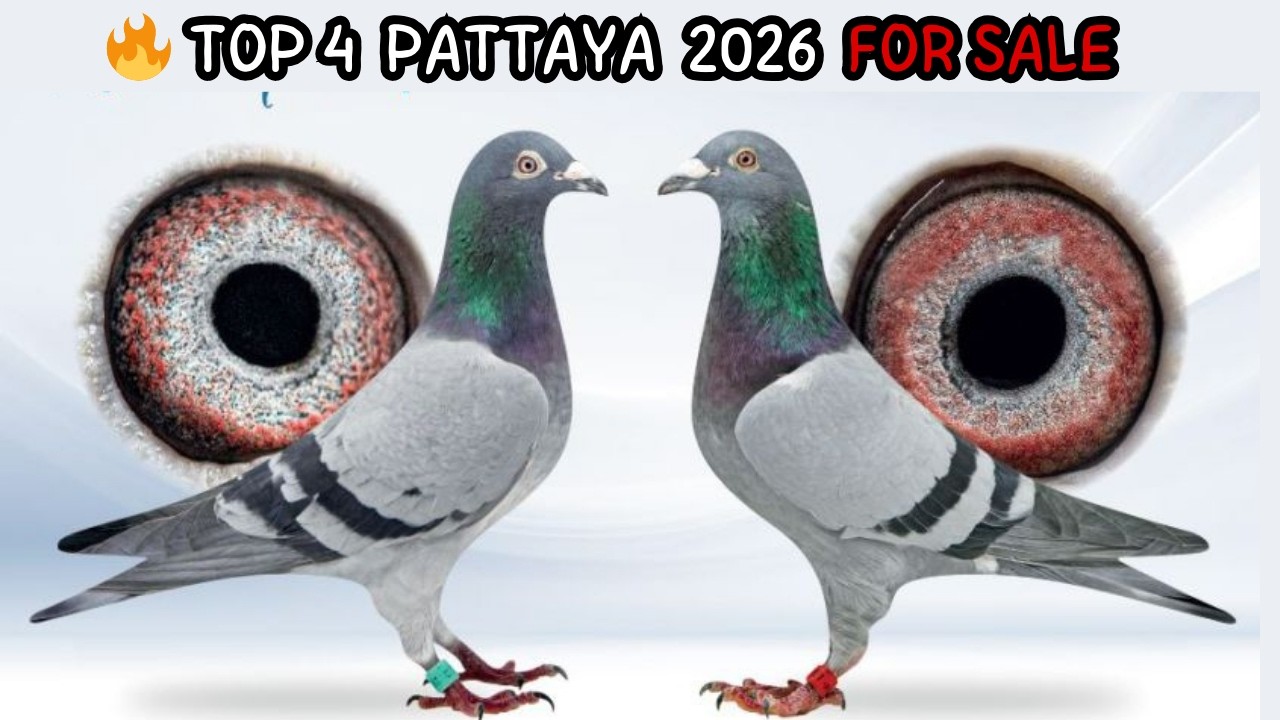 ТОП-4 ГОЛУБЕЙ – Аукцион Pattaya OLR 2026 на PIPA | Элитные гоночные родословные 🕊️🔥