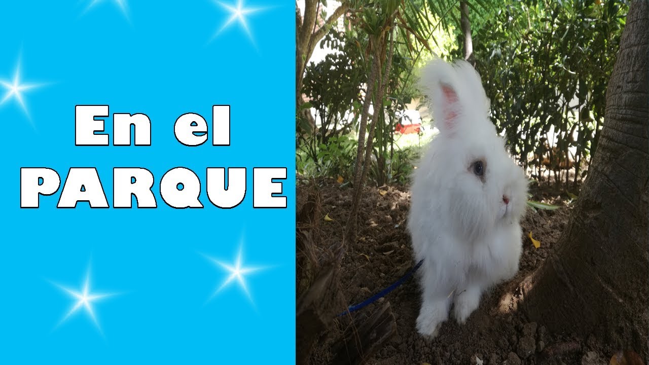 CONEJOS JUGANDO | CÓMO SACAR A PASEAR A UN CONEJO