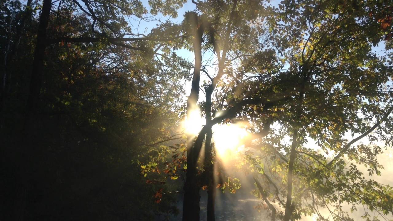Mist in the Trees - Quiet Moments