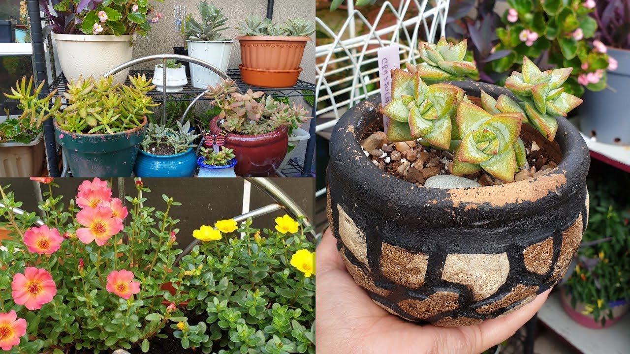 Resultados del Trasplante y Mantenimiento d Mis Suculentas! Sobrevivieron a la Lluvia? #jardineria