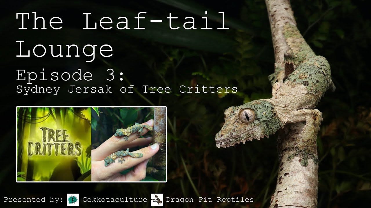 The Leaftail Lounge Ep.3 - Sydney Jersak of Tree Critters