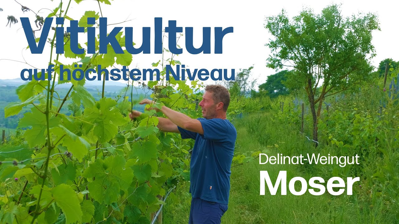 Vitikultur auf h&ouml;chstem Niveau: Lebendige Weing&auml;rten voller Biodiversit&auml;t beim Delinat-Weingut Moser