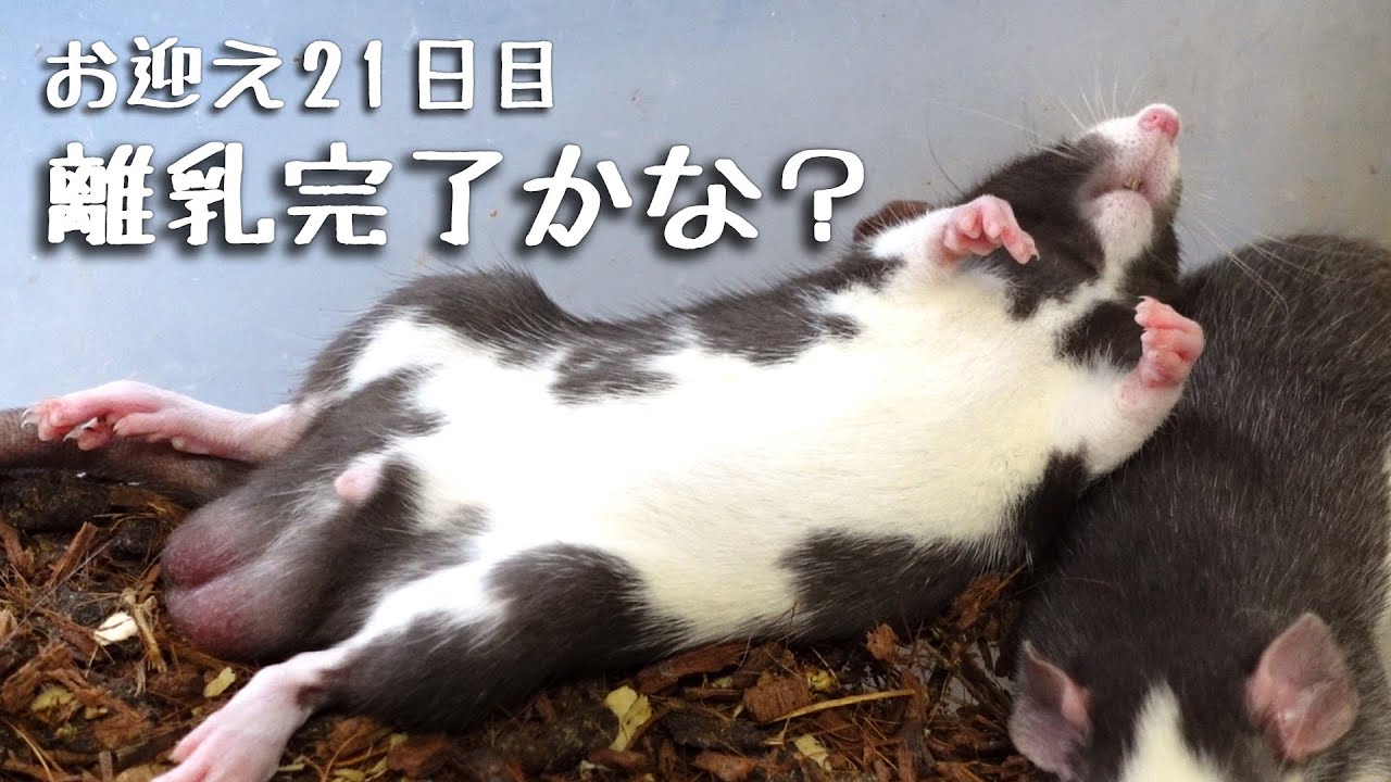 お迎え21日目、完全離乳したかな？【ファンシーラット】