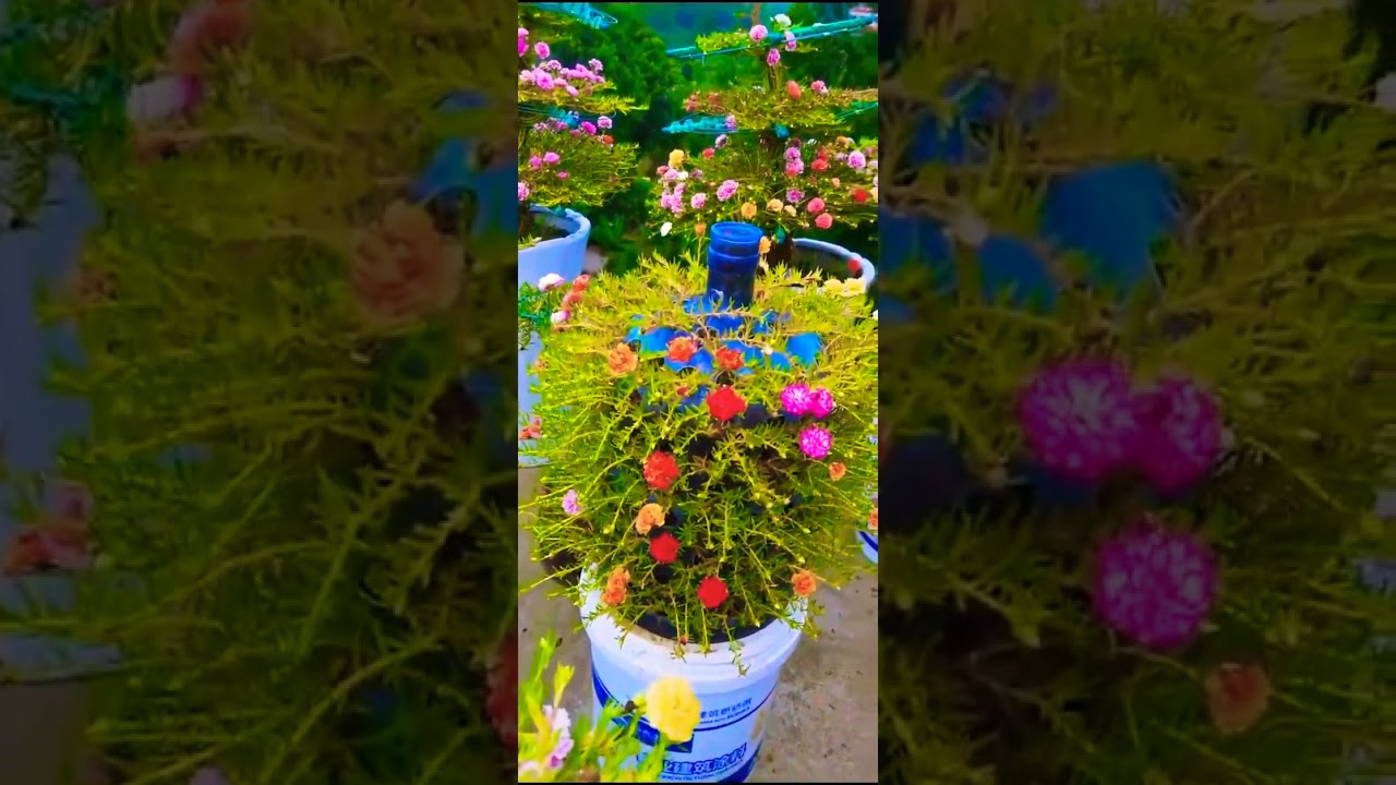 Try to grow Portulaca Grandiflora flowers into a beautiful flower garden in the yard #shorts