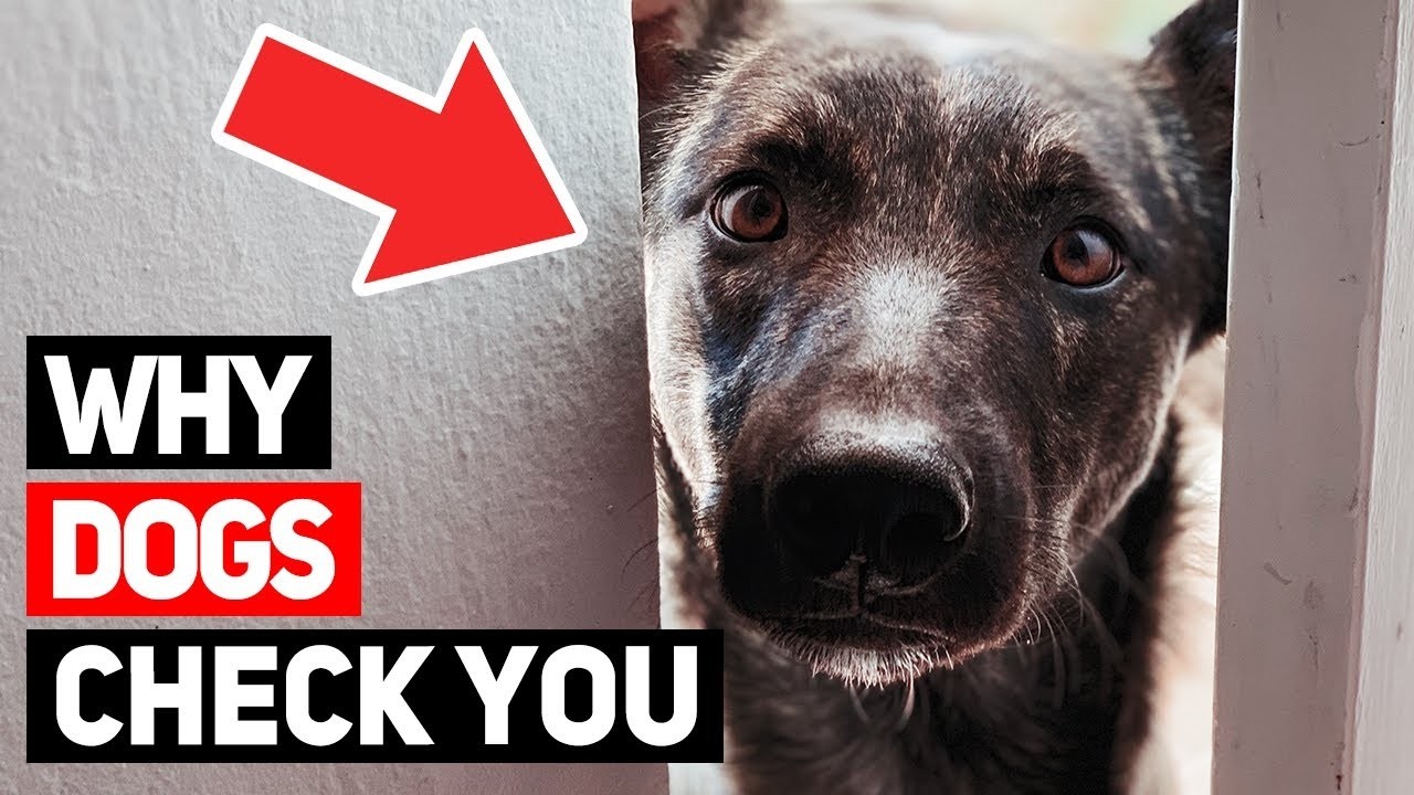 Why Dogs Constantly Check on Their Owners And What It Means!
