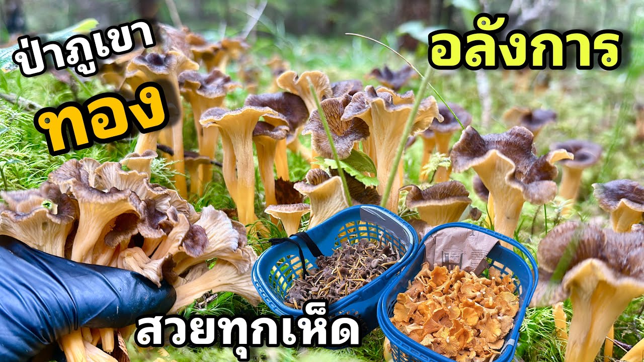ป่าภูเขาทองรอบที่ 5 ของปี 3/4 สวยอลังการ‼️ที่สำคัญเห็ดแตรขาส้มสวยแบบไม่เคยเห็นมาก่อนท้ายคลิปมีขาย