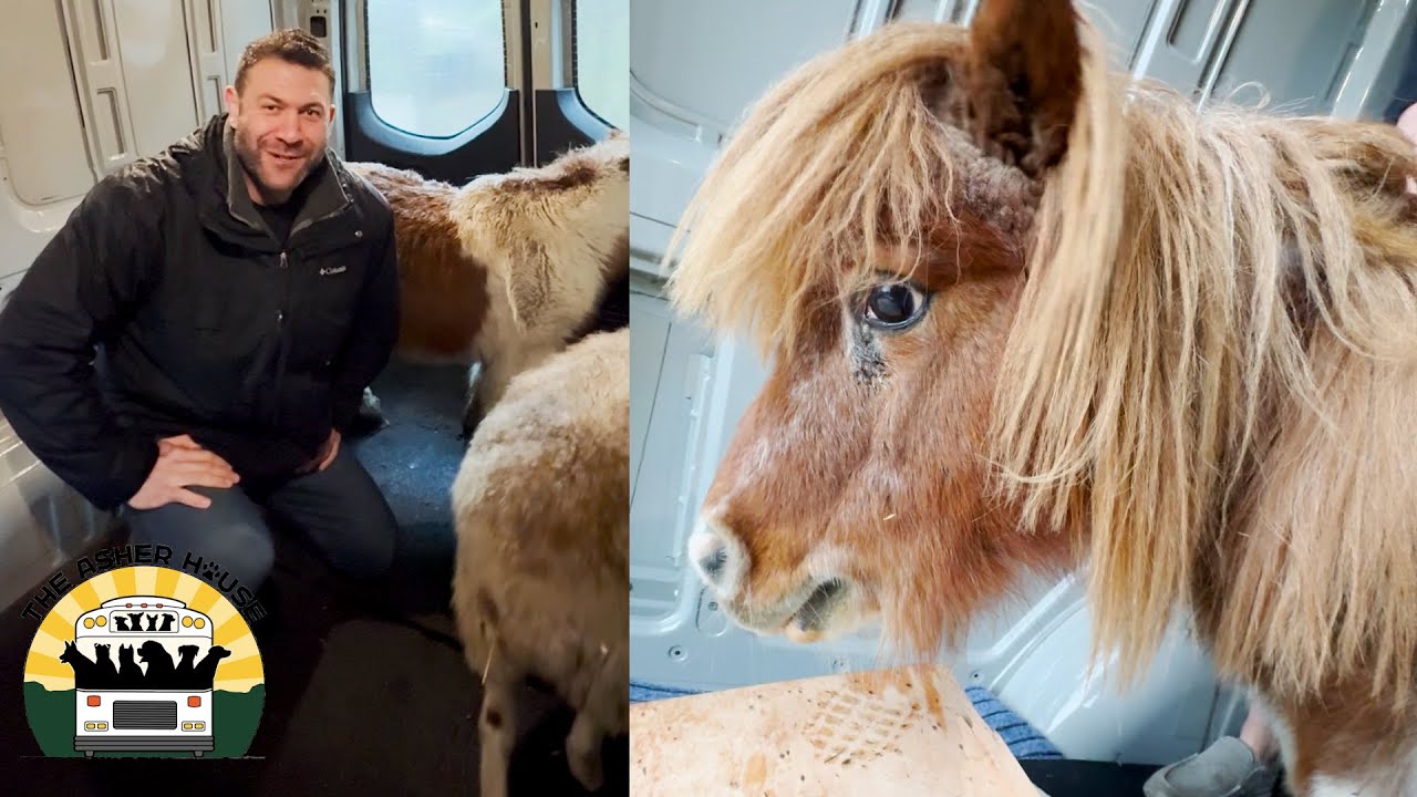 Exciting day rescuing a beautiful mini horse and so much more | Lee Asher