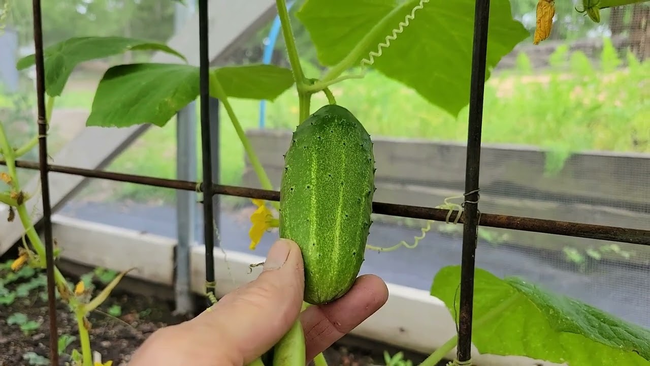 SURPRISED a SUBSCRIBER ! and My FIRST Cucumber!