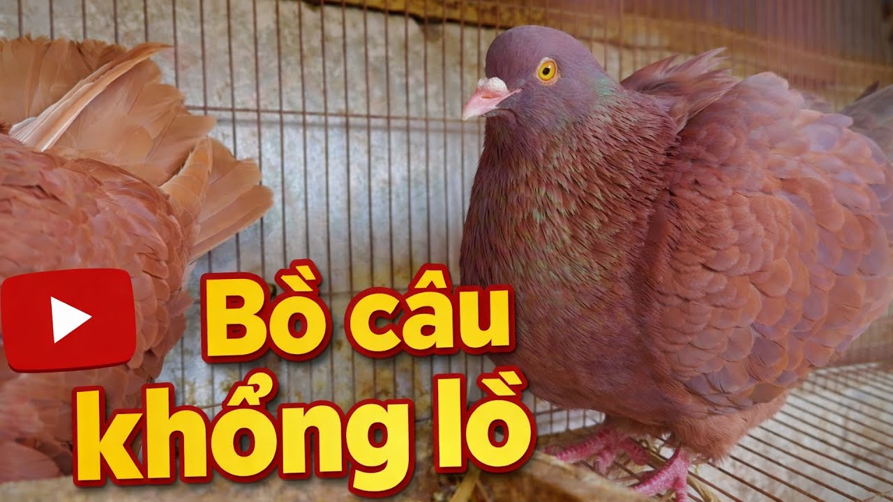 Bí quyết nuôi Bồ câu Gà Mỹ khổng lồ, màu đẹp và sinh sản nhiều | Nông dân làm giàu