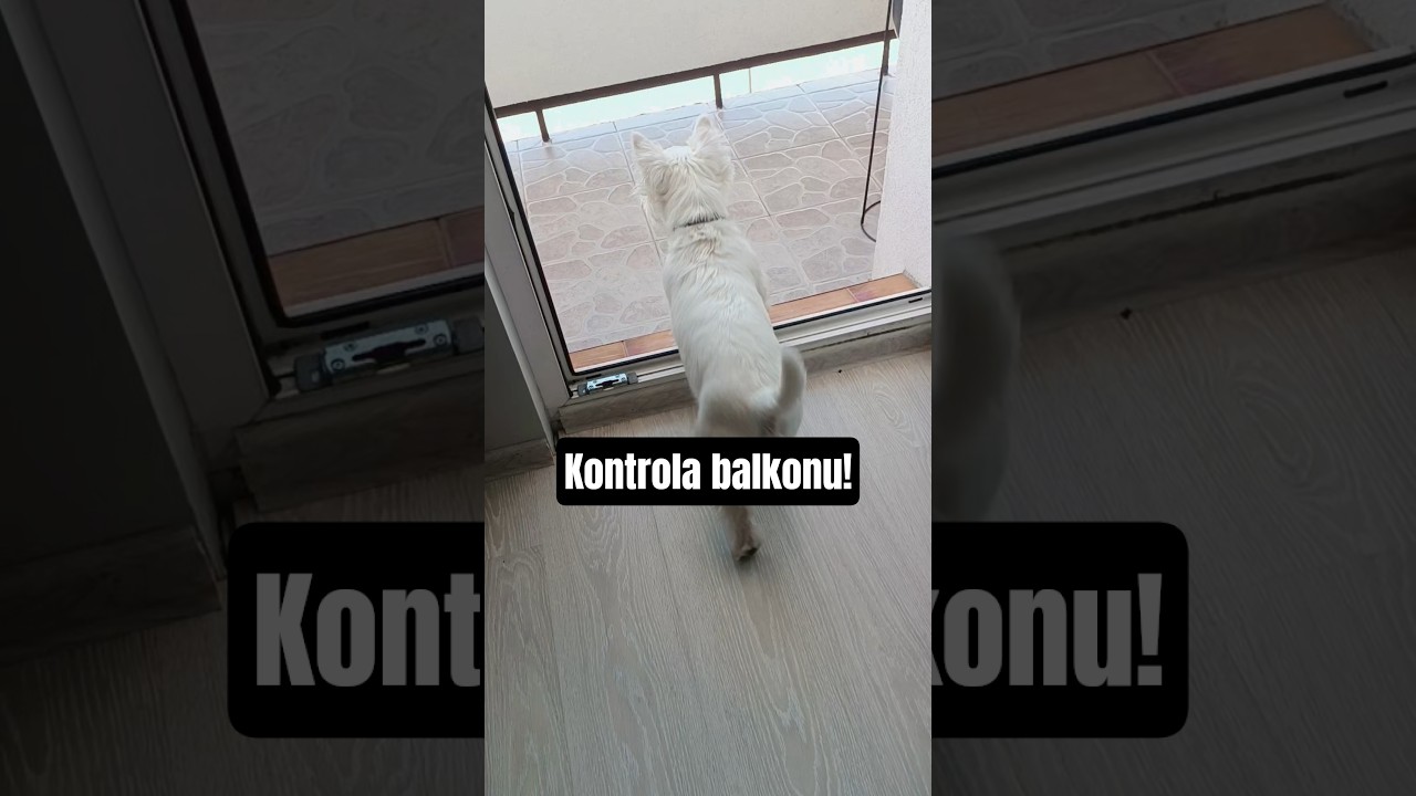Stary dał radę?😅 Trzeba sprawdź 🔍!#śmieszne #pies #dc #pieskiezycie #westie #shorts #fyp #wiosna