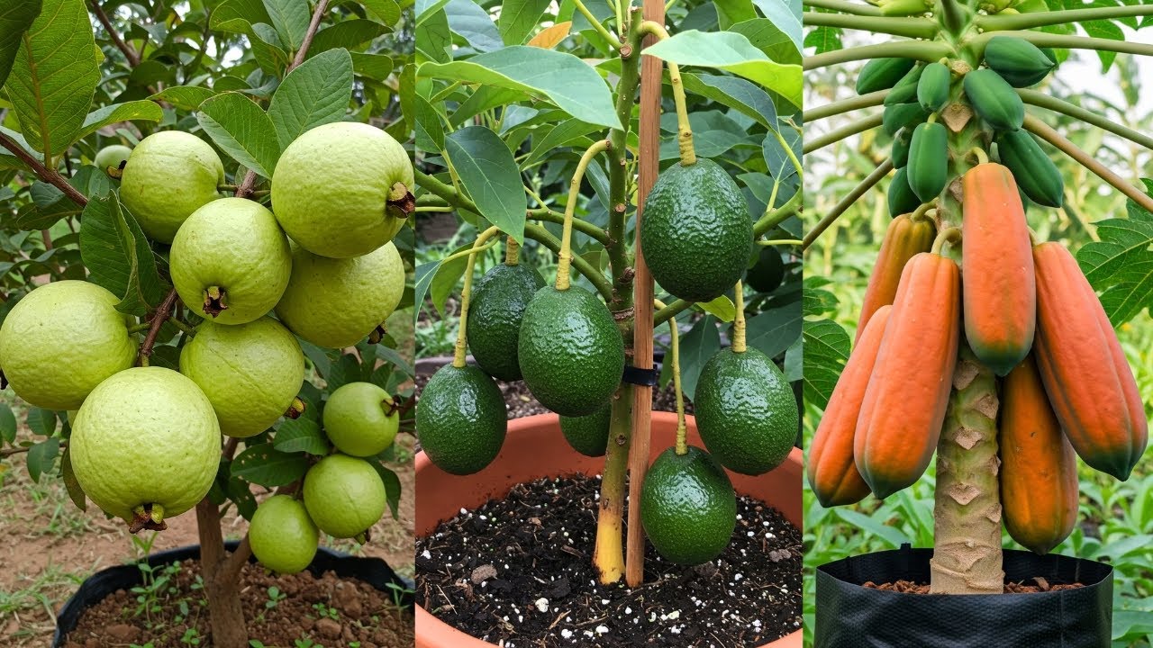 🌿Simple Techniques to Grow Avocado, Guava and Papaya Tree FASTER!