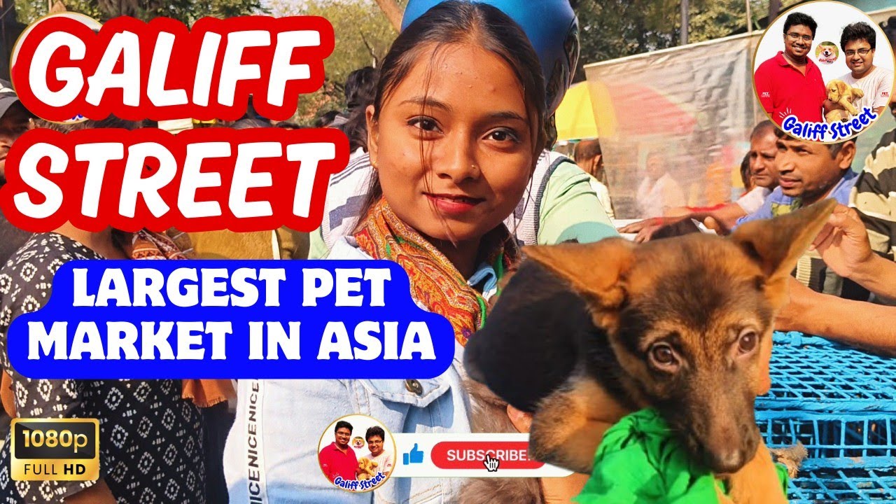 Galiff Street Pet Market Kolkata | dog market in kolkata | Dog Price | Gallif street kolkata | Dogs