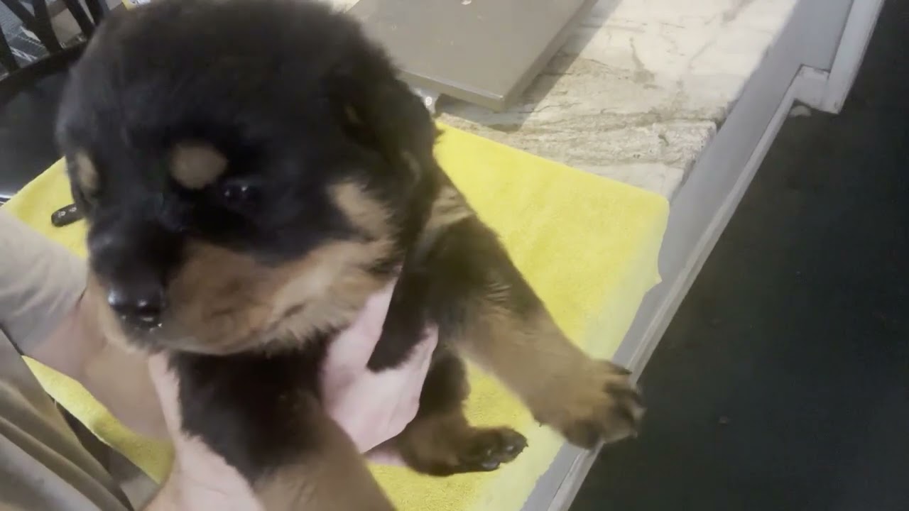 Week 3 Pupdate! Weights, Deworming! We Have One Male Left! Call / Text 352-697-0799!