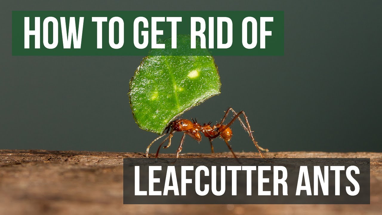 How to Get Rid of Leafcutter Ants (4 Easy Steps)